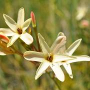 KRCA, Spring flowers